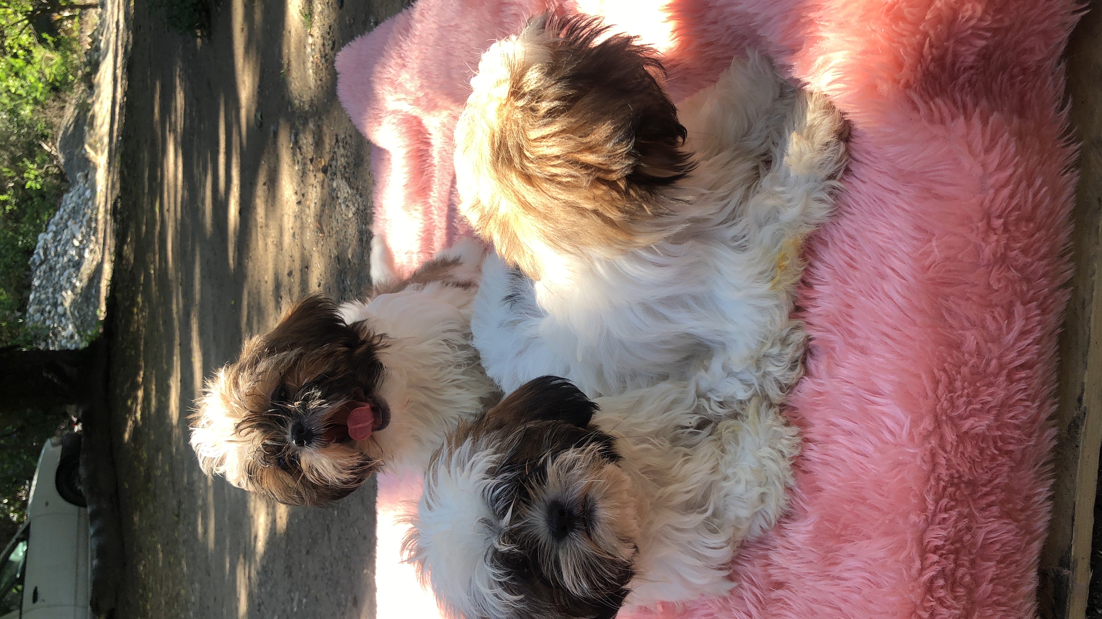 animales y mascotas - se vende perros Raza Shih Tzu 6