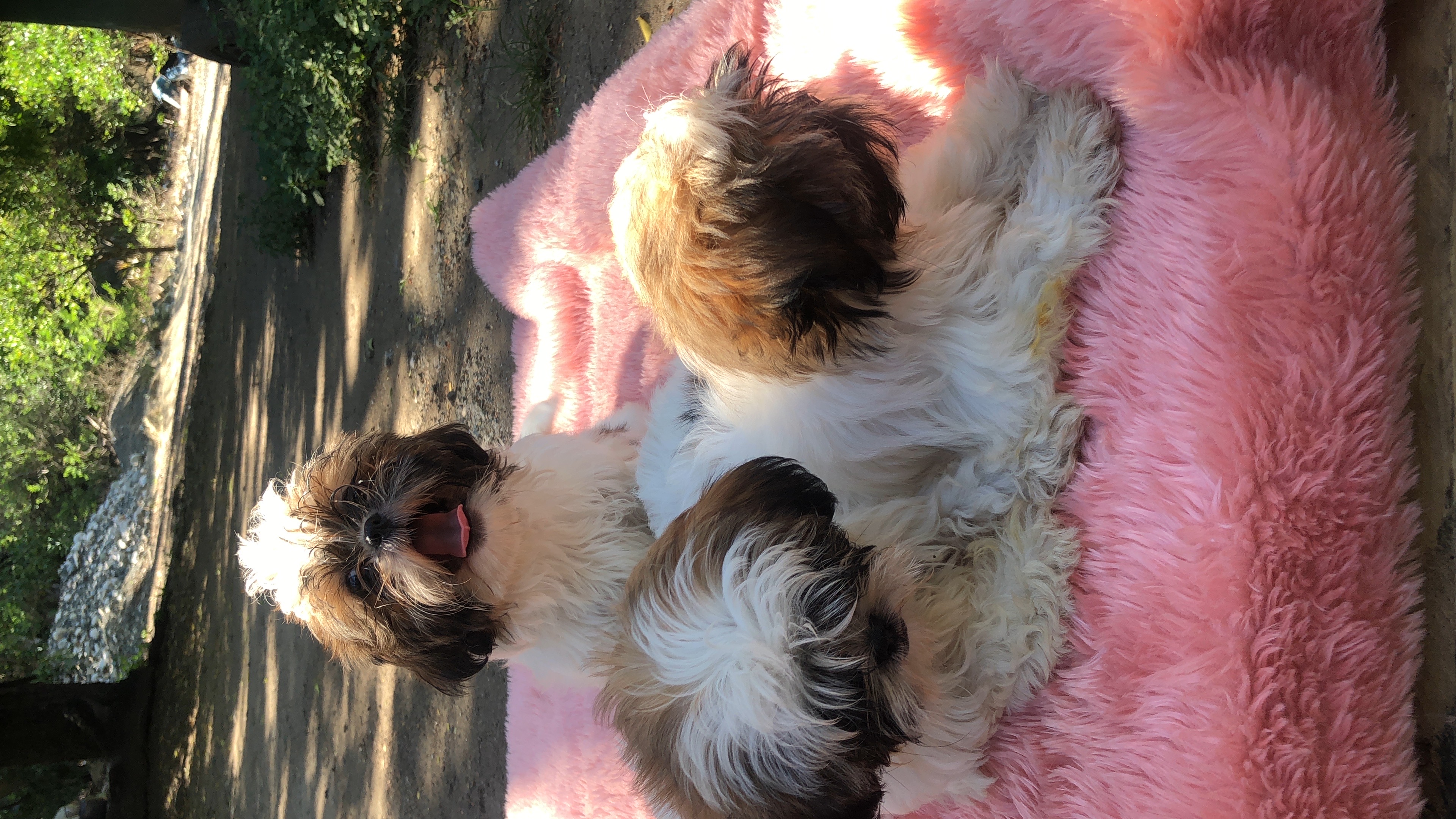 animales y mascotas - se vende perros Raza Shih Tzu 7