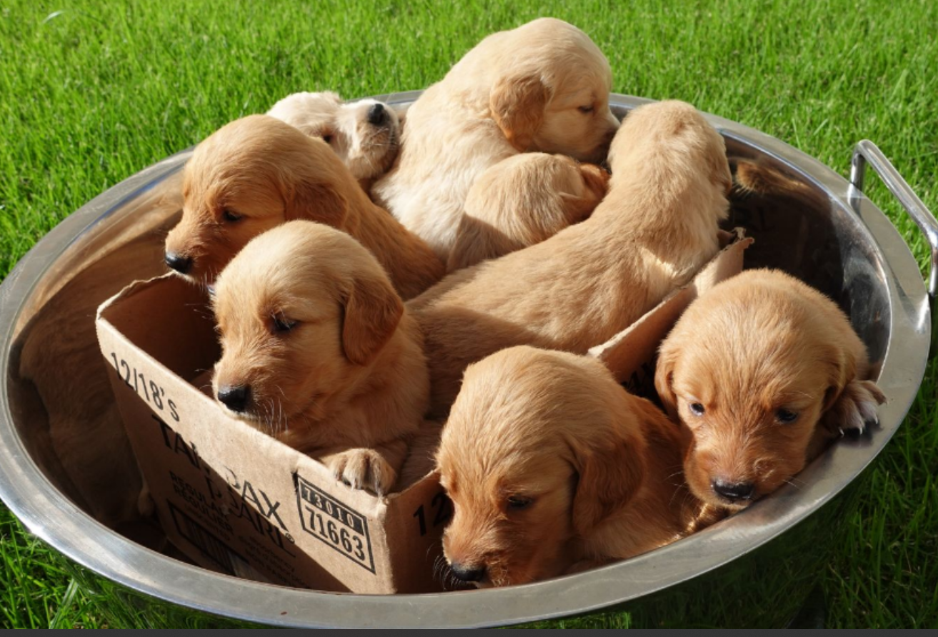 animales y mascotas - Hermosos Golden Retrivers En Venta