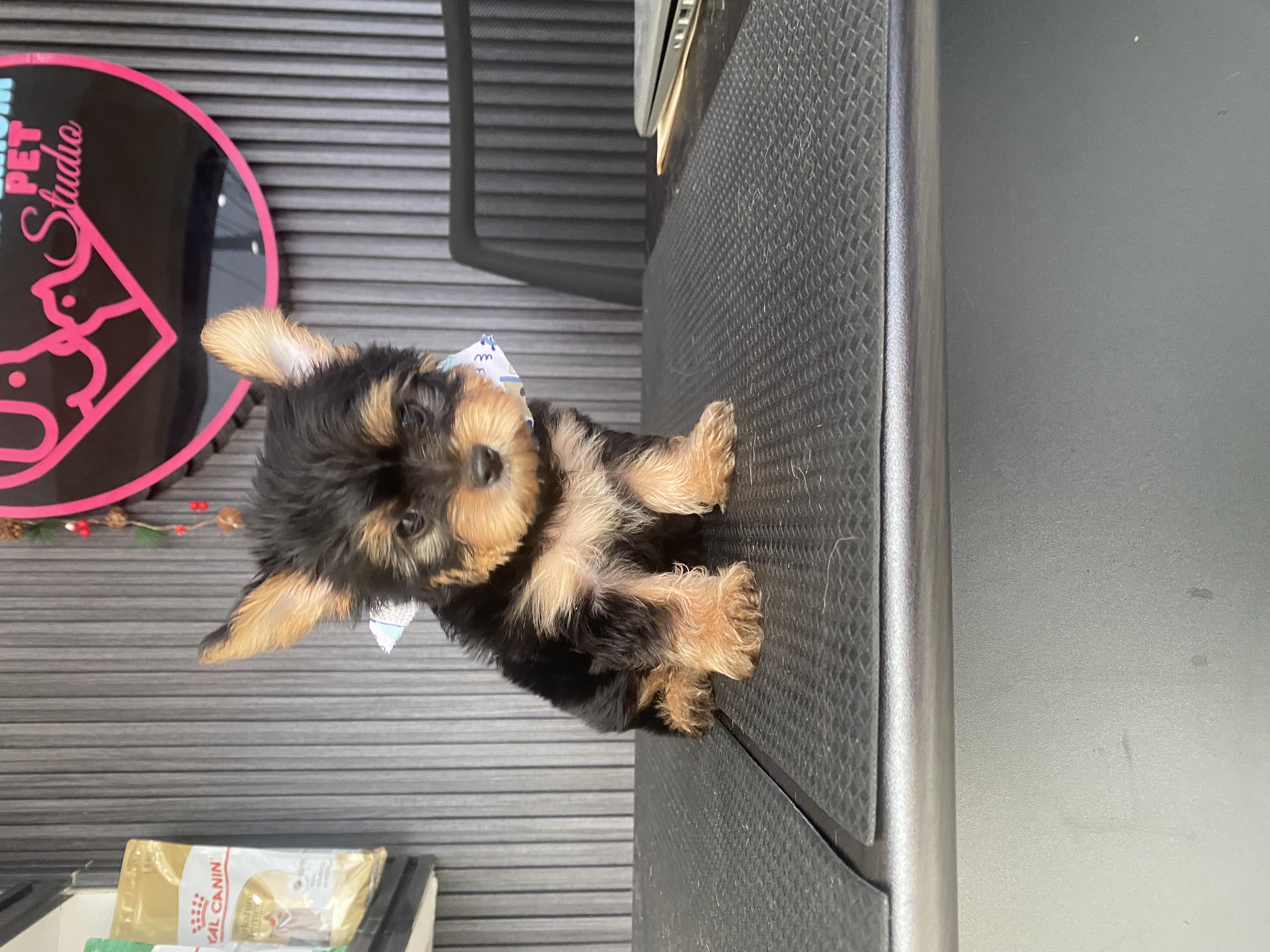 animales y mascotas - yorkie, Yorkshire terrier, Yorkshire, Mini yorkie 