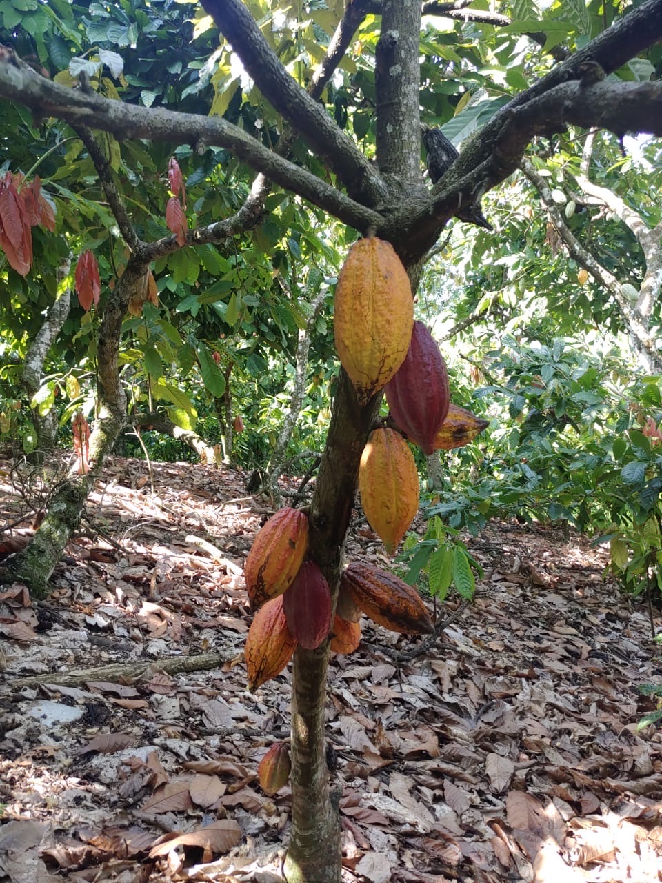 solares y terrenos - Se vende finca de cacao en San Francisco de Macoris con 807 tareas deslindada 