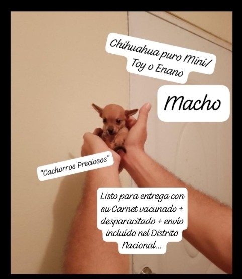 animales y mascotas - Chihuahua Miniature macho