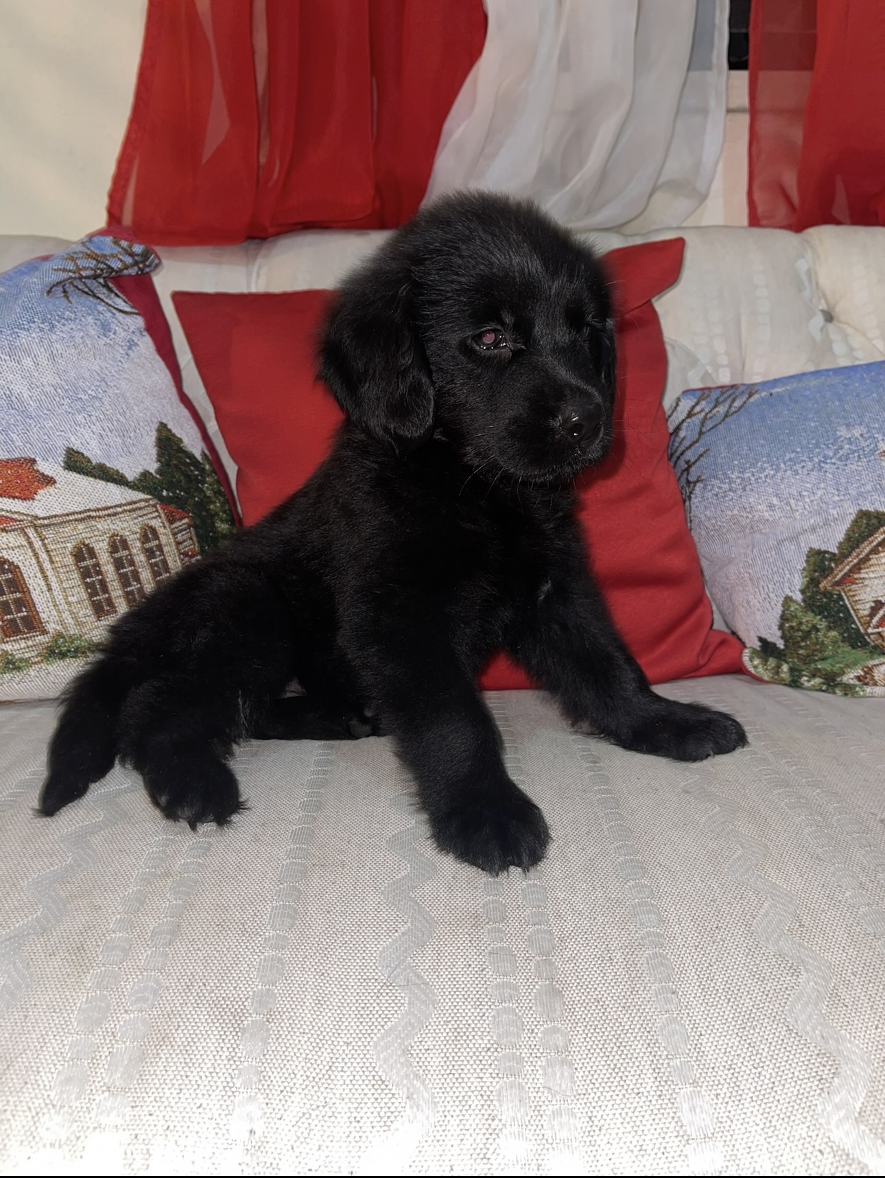 animales y mascotas - VENDO CACHORROS RED GOLDEN RETRIEVER - FLAT RETRI 6