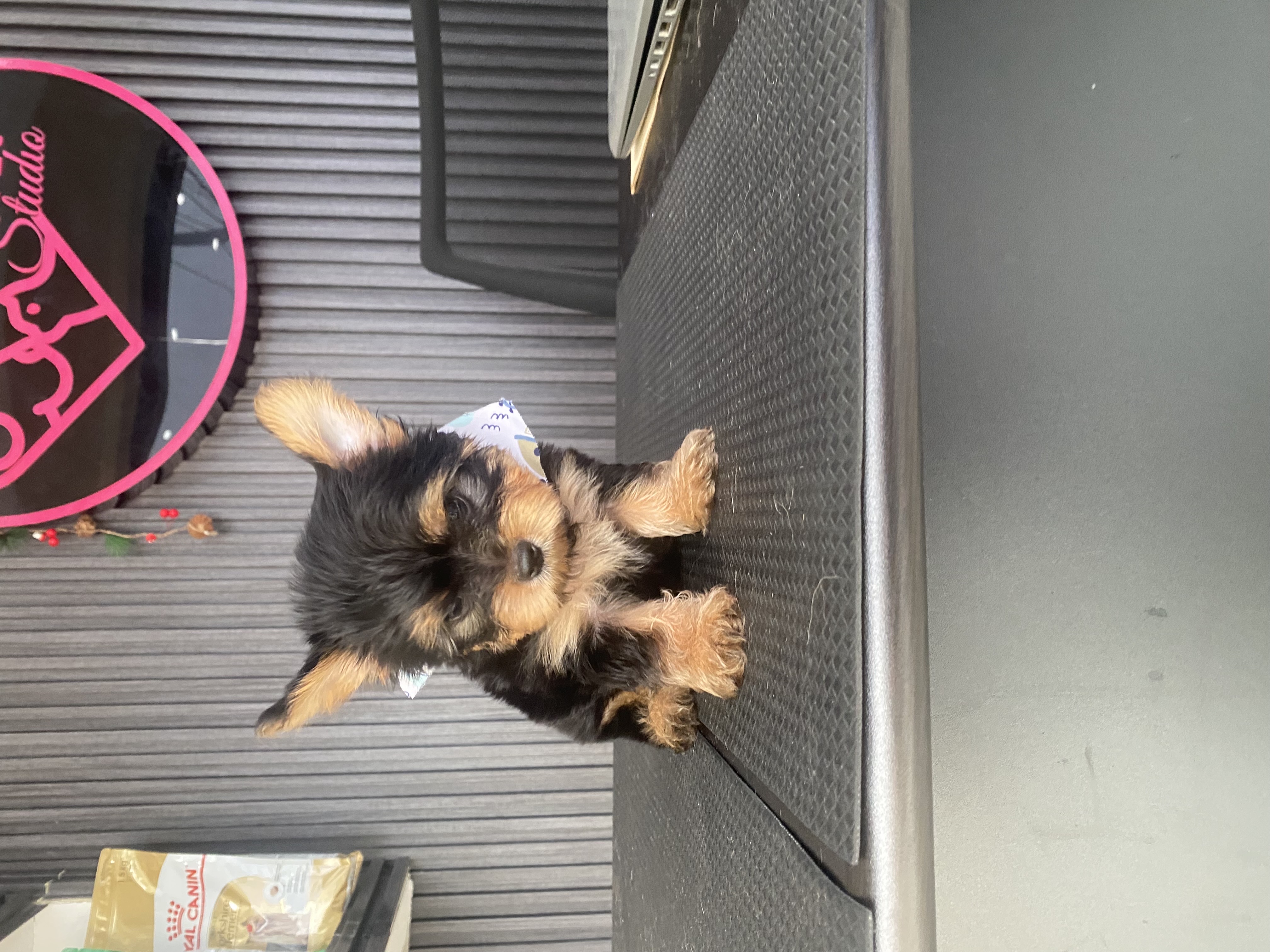 animales y mascotas - yorkie, Yorkshire terrier, Yorkshire, Mini yorkie  1