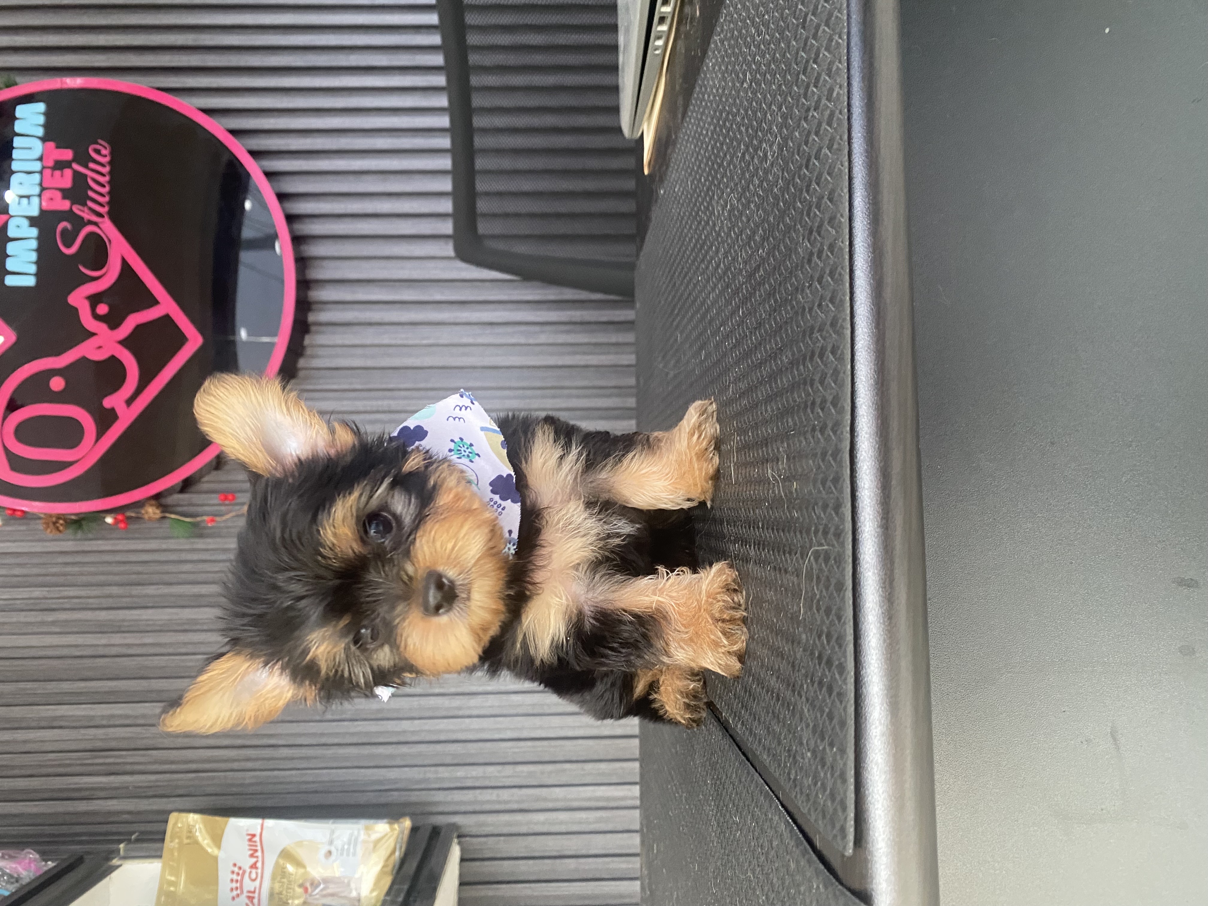 animales y mascotas - yorkie, Yorkshire terrier, Yorkshire, Mini yorkie  2