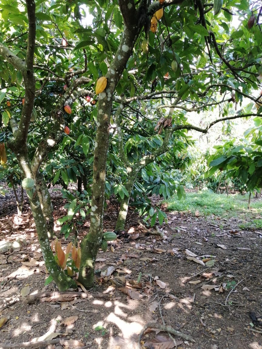 solares y terrenos - Se vende finca de cacao en San Francisco de Macoris con 807 tareas deslindada  2