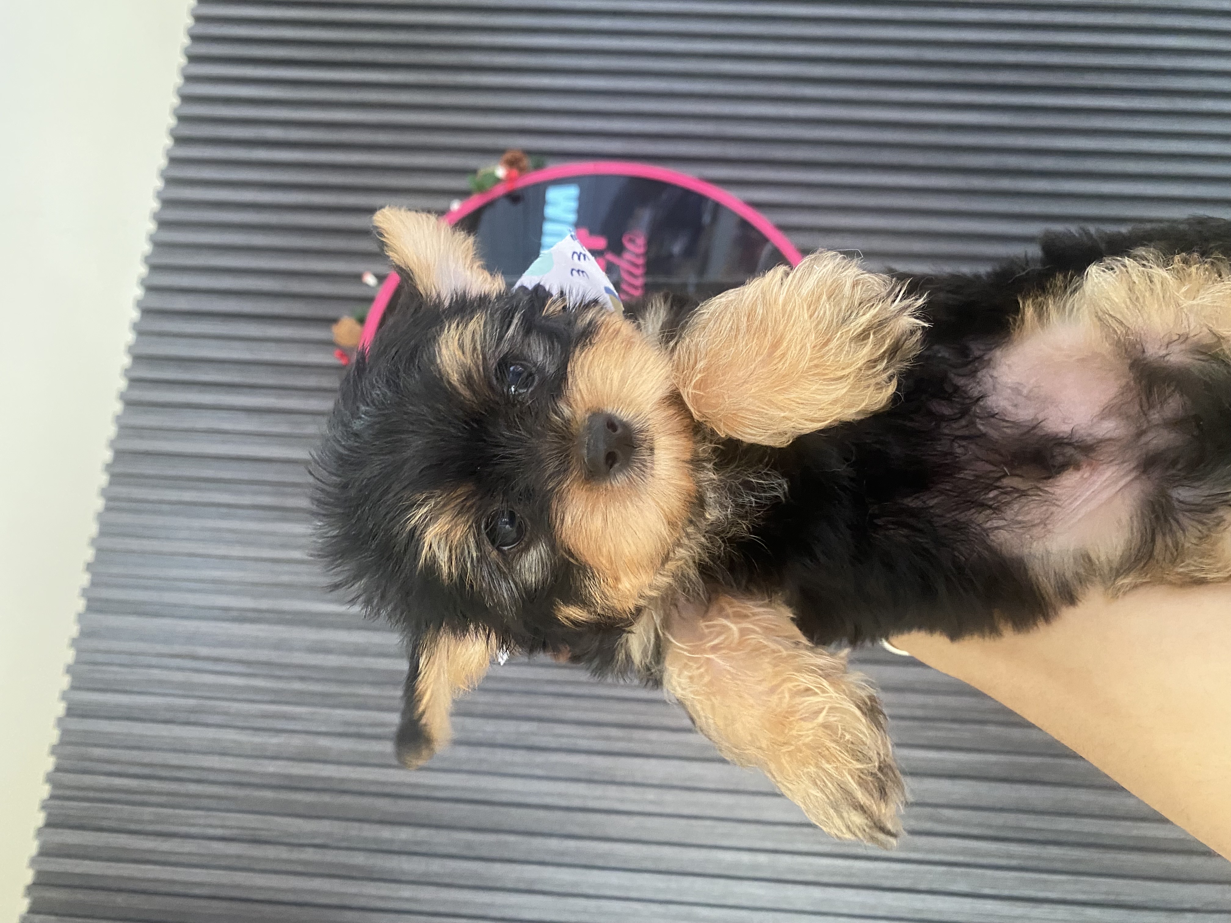 animales y mascotas - yorkie, Yorkshire terrier, Yorkshire, Mini yorkie  3