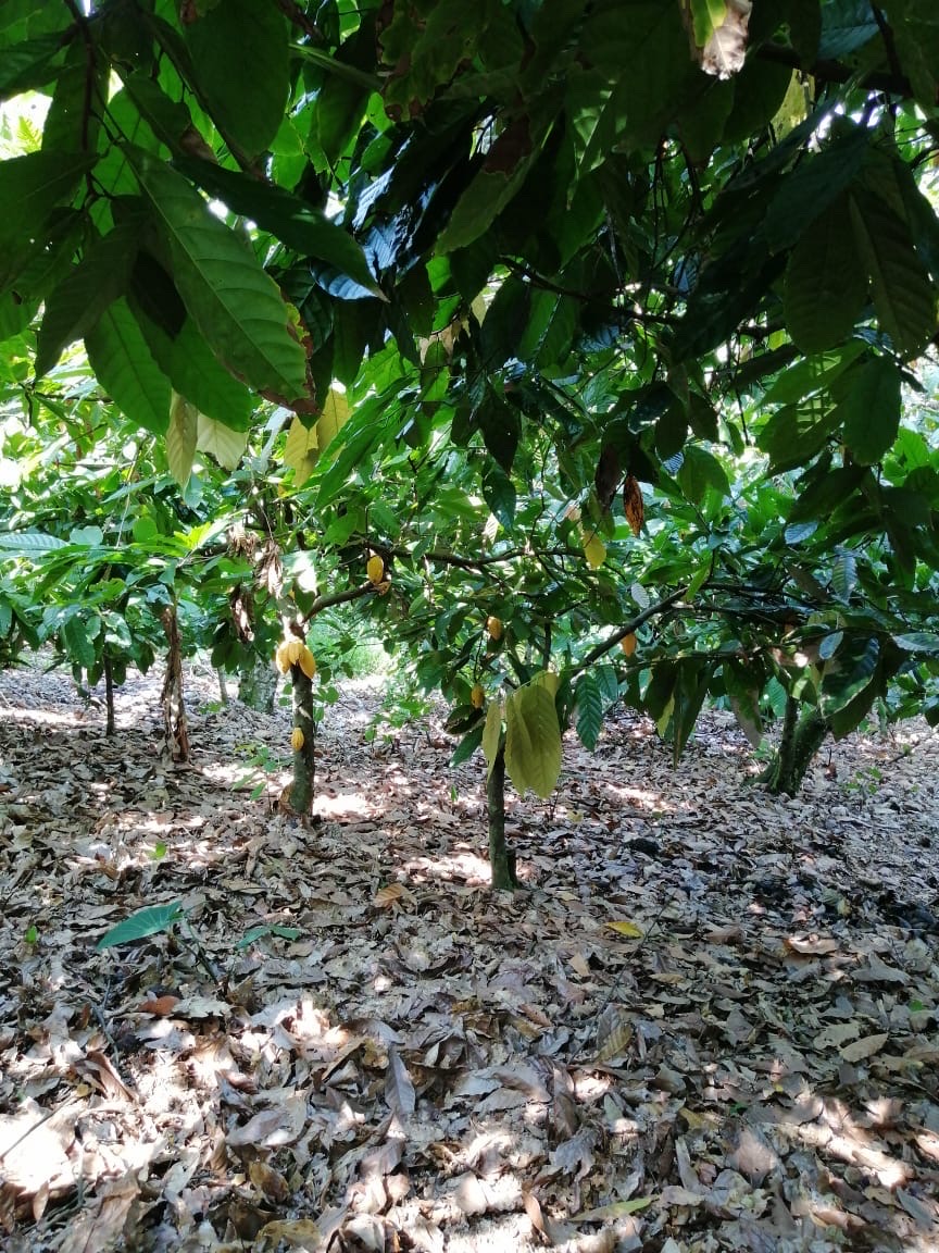 solares y terrenos - Se vende finca de cacao en San Francisco de Macoris con 807 tareas deslindada  3