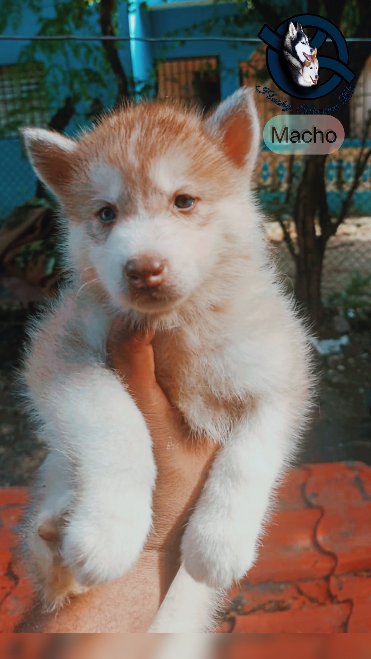 animales y mascotas - husky siberiano macho 