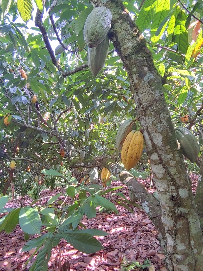 solares y terrenos - Se vende finca de cacao en San Francisco de Macoris con 807 tareas deslindada  4