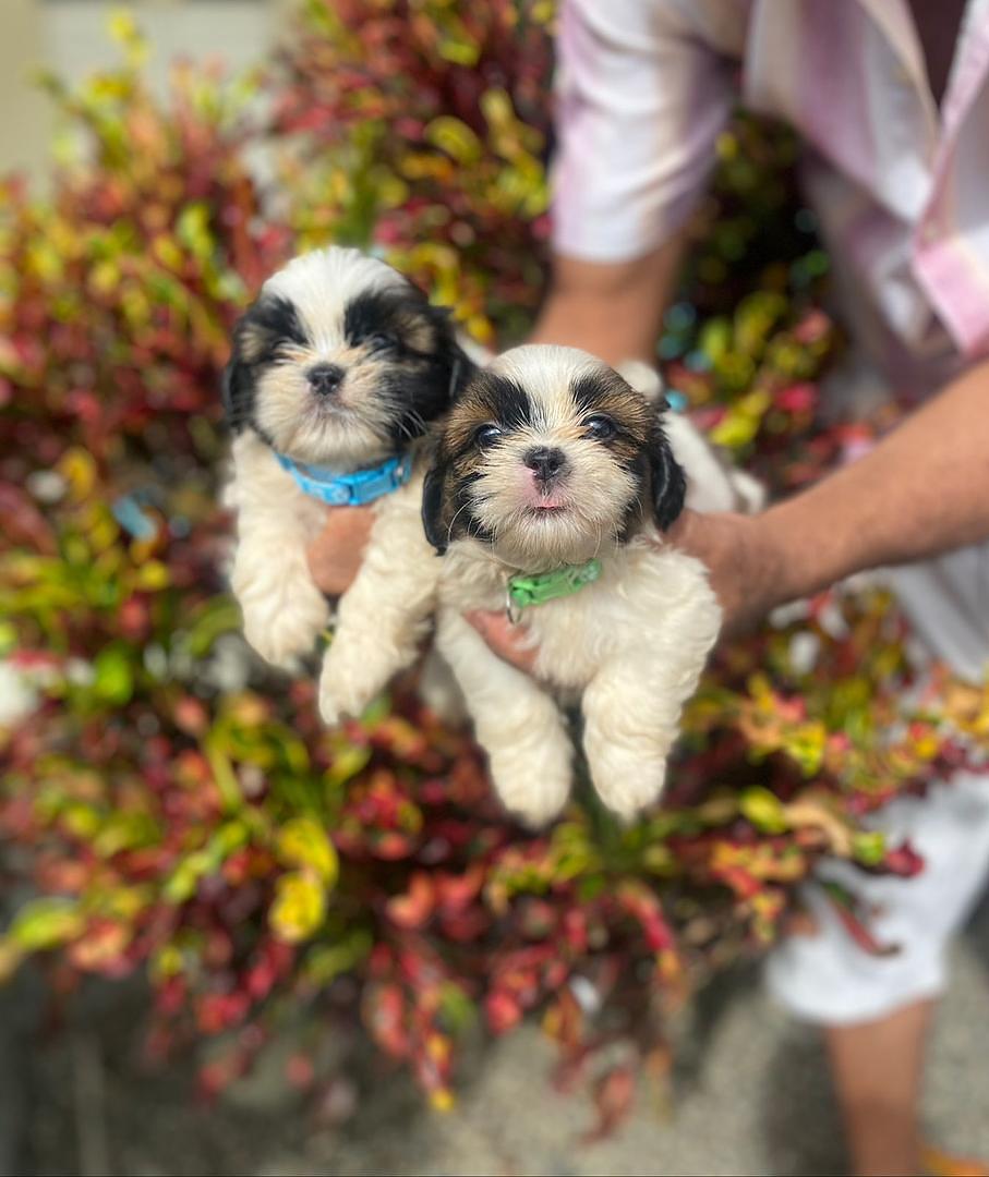 animales y mascotas - Cachorros Shipoo🐾🤍
Hembras y Machos