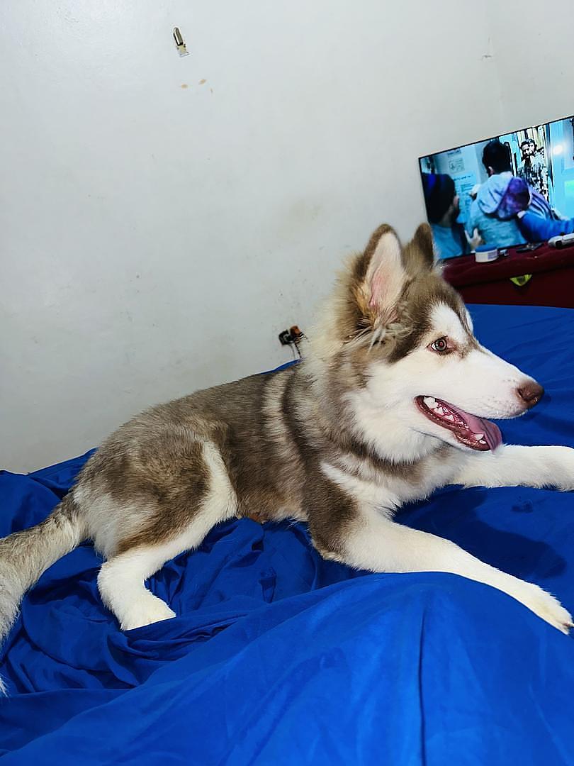 animales y mascotas - Husky silveriano 1