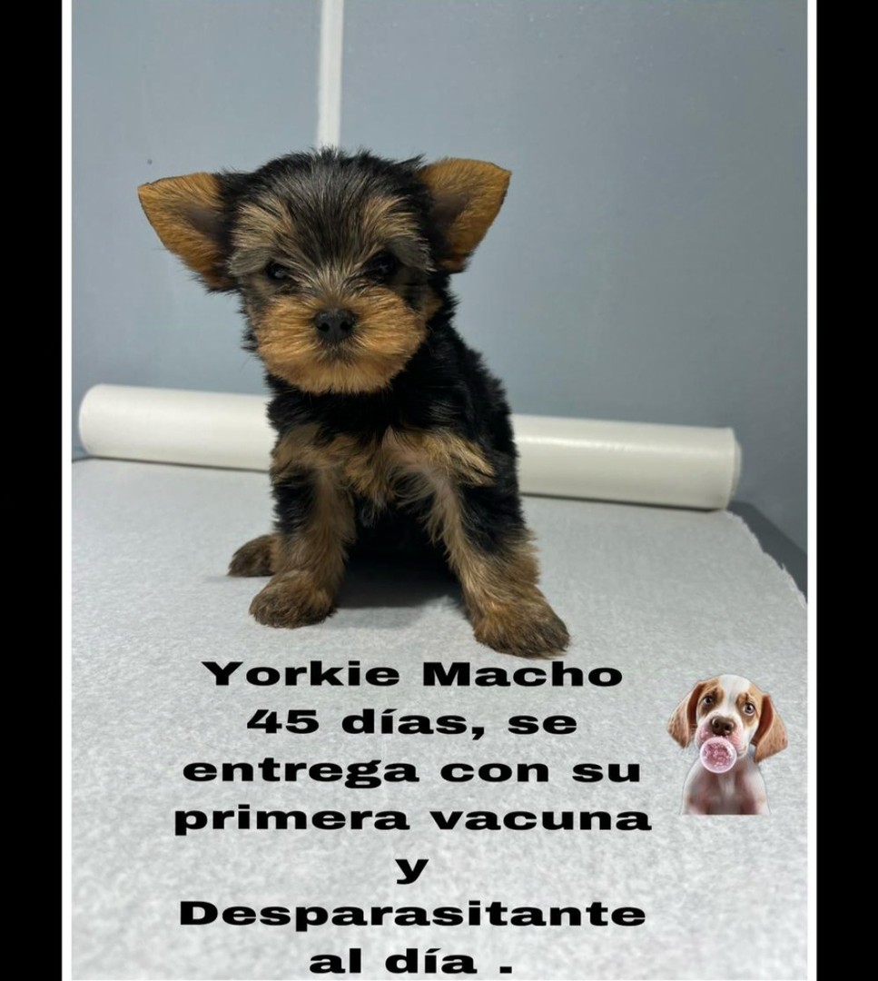animales y mascotas - Yorkie macho