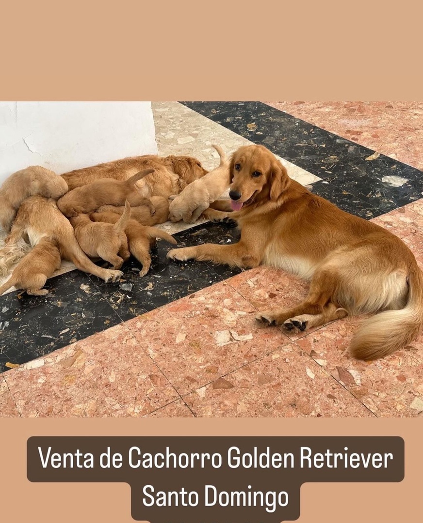 animales y mascotas - CACHORROS GOLDEN RETRIEVER  6