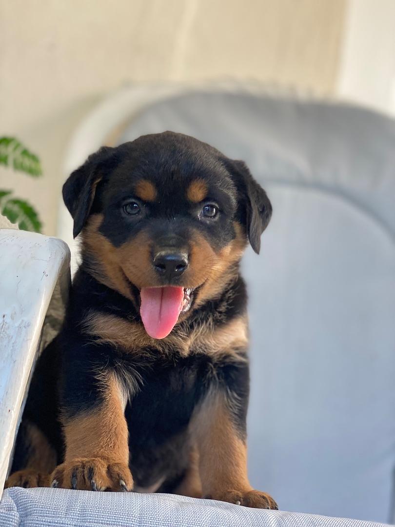 animales y mascotas - Perro Cachoros Rottweiler 