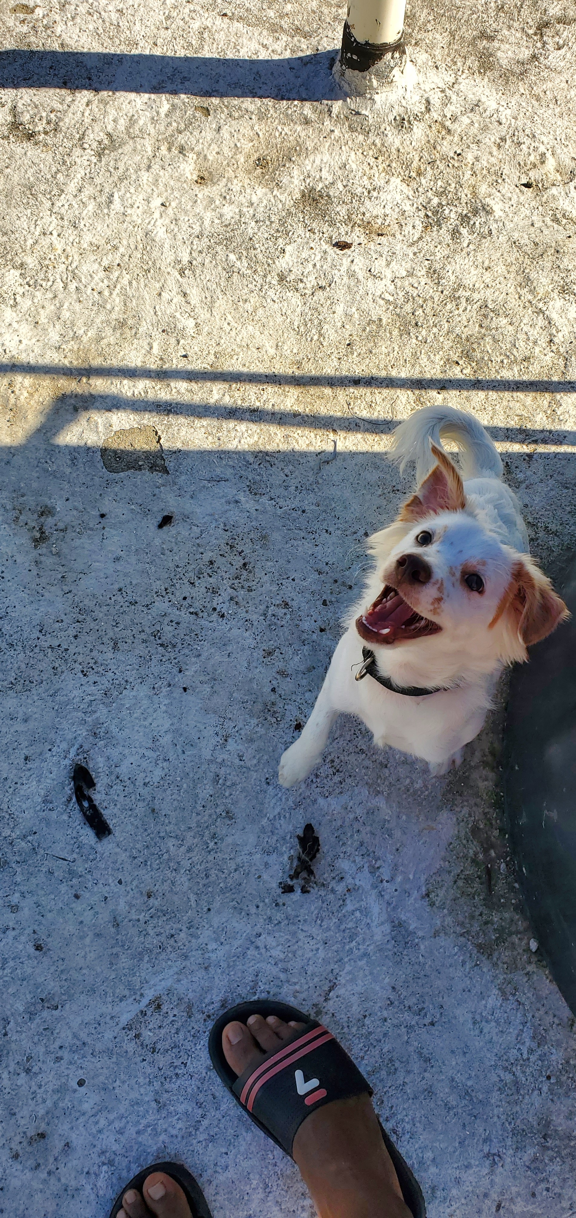 animales y mascotas - Hola, regalo este cachorro por falta de espacio