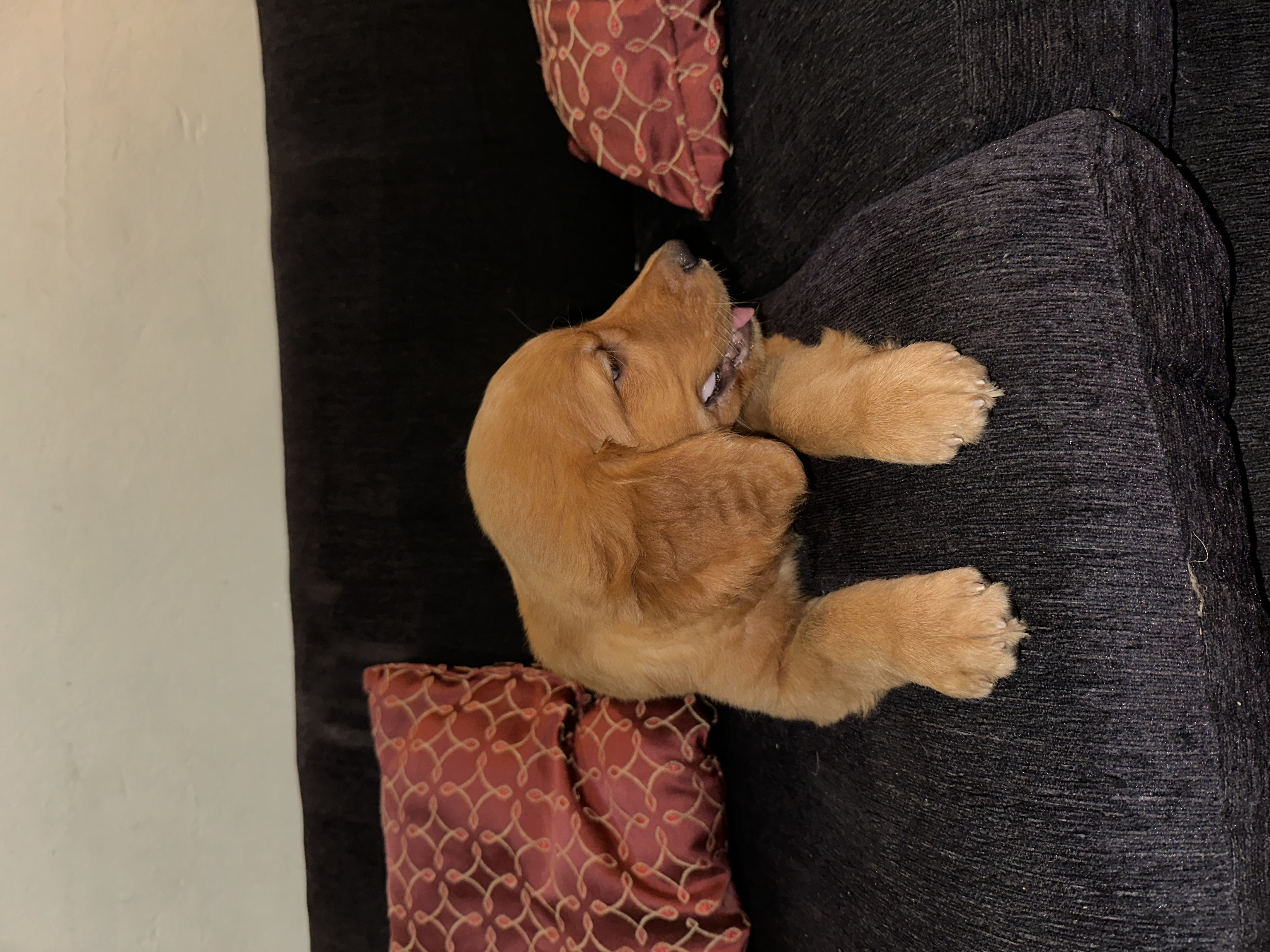 animales y mascotas - VENDO CACHORROS RED GOLDEN RETRIEVER - FLAT RETRI 1