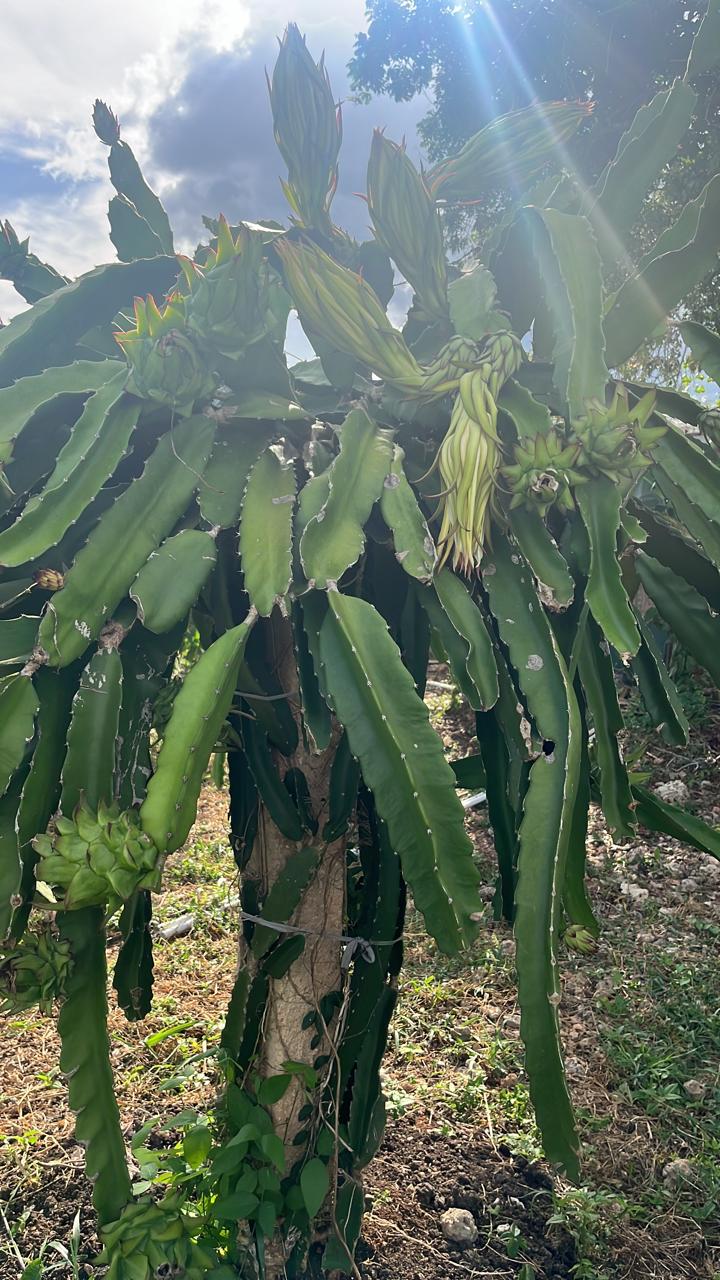 solares y terrenos - SE VENDE PROPIEDAD, 12 TAREAS- EN LA ROMANA. 8