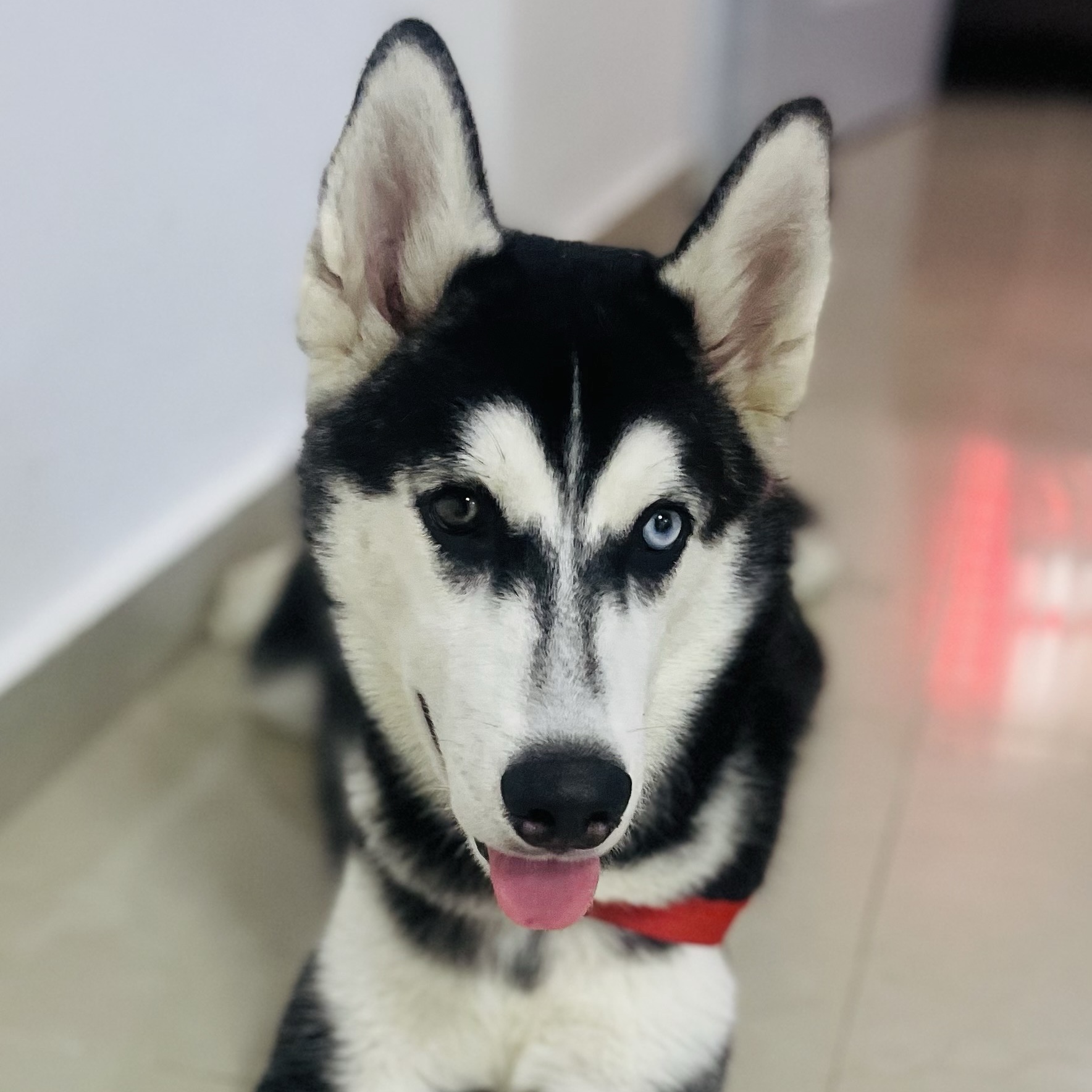 animales y mascotas - Vendo mi cachorro por motivos de tiempo 