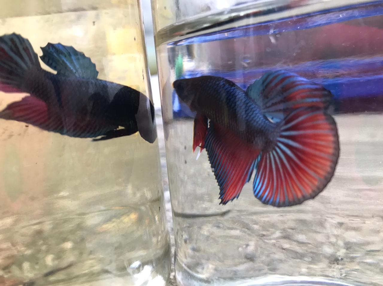 animales y mascotas - Bettas Disponibles  9