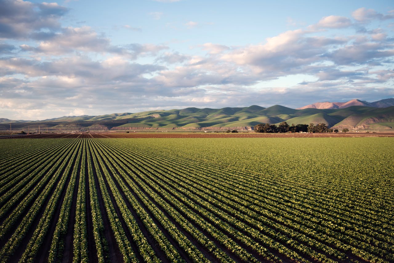 candidatos - Busco empleo de agricultura 