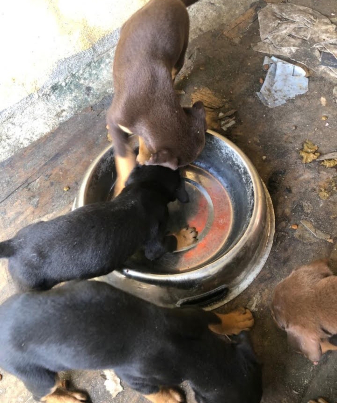 animales y mascotas - Cachorro Doberman 