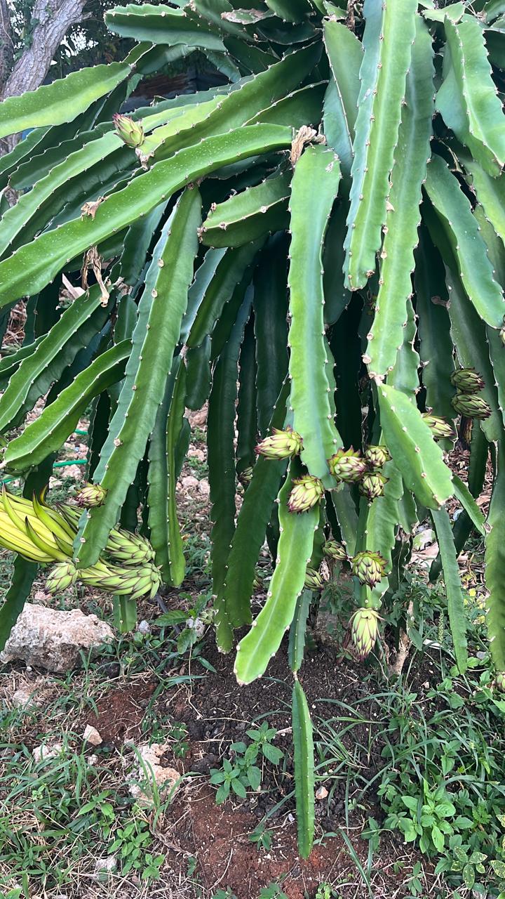 solares y terrenos - SE VENDE PROPIEDAD, 12 TAREAS- EN LA ROMANA. 7