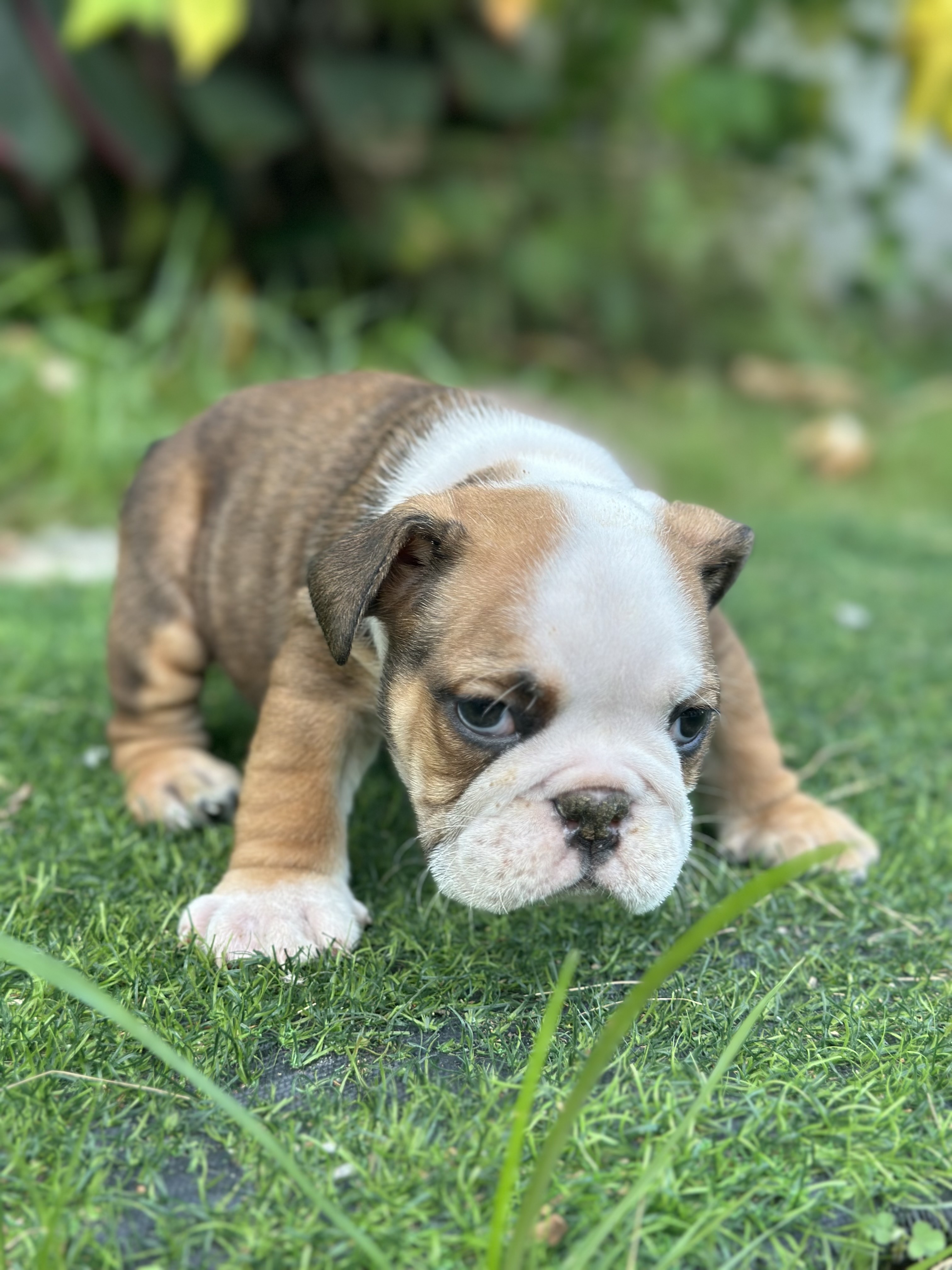 animales y mascotas - bulldog inglés macho 1