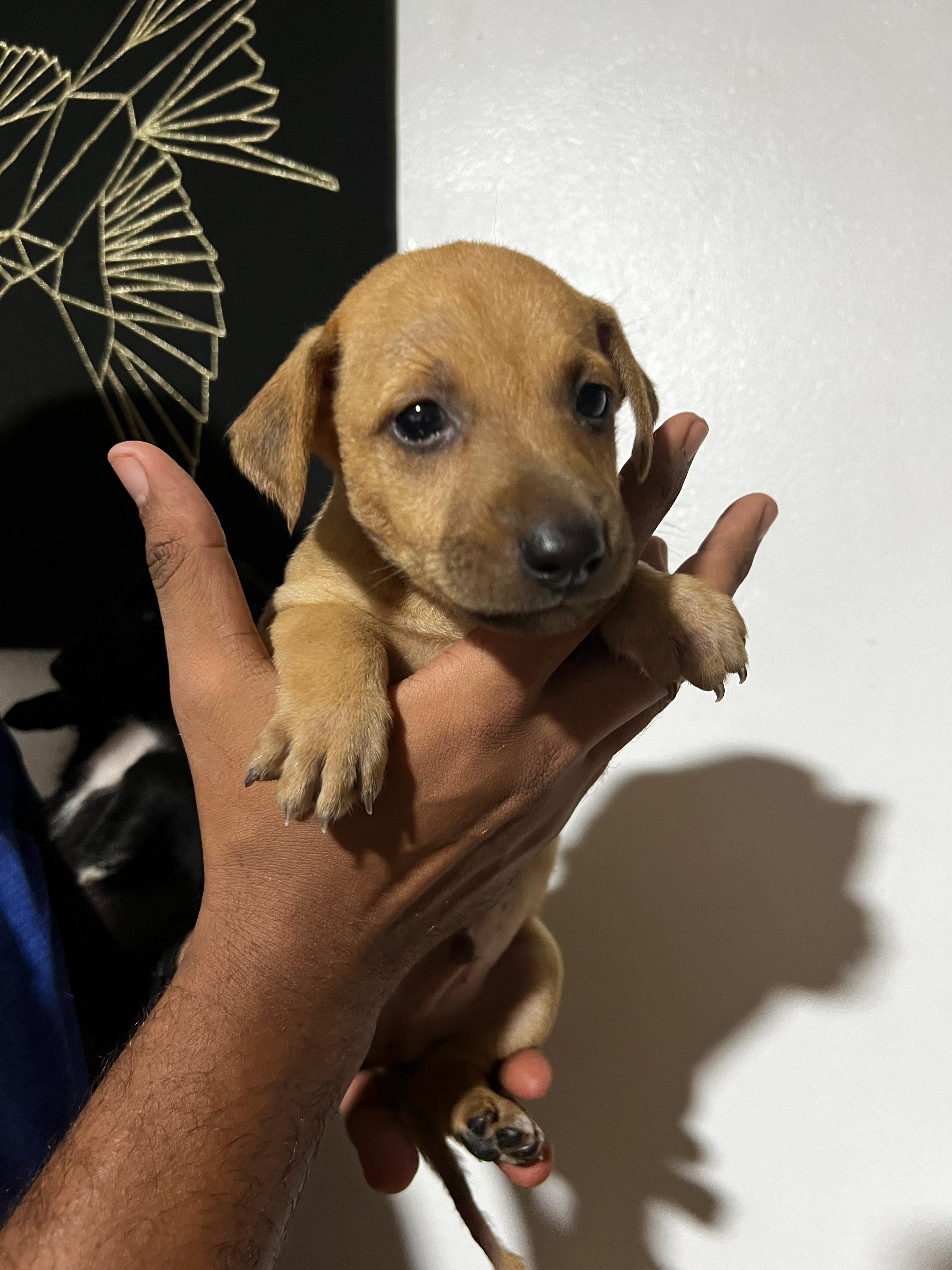 animales y mascotas - Preciosos y tiernos cachorros en adopcion 