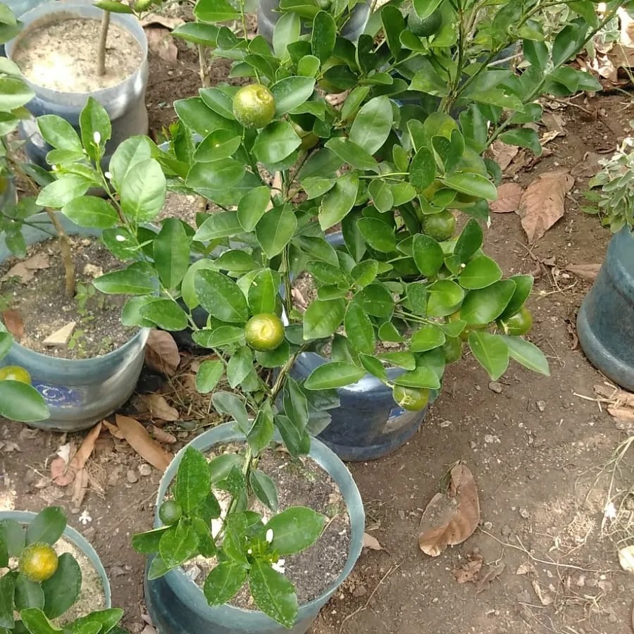 herramientas, jardines y exterior - Planta de Calamondin 