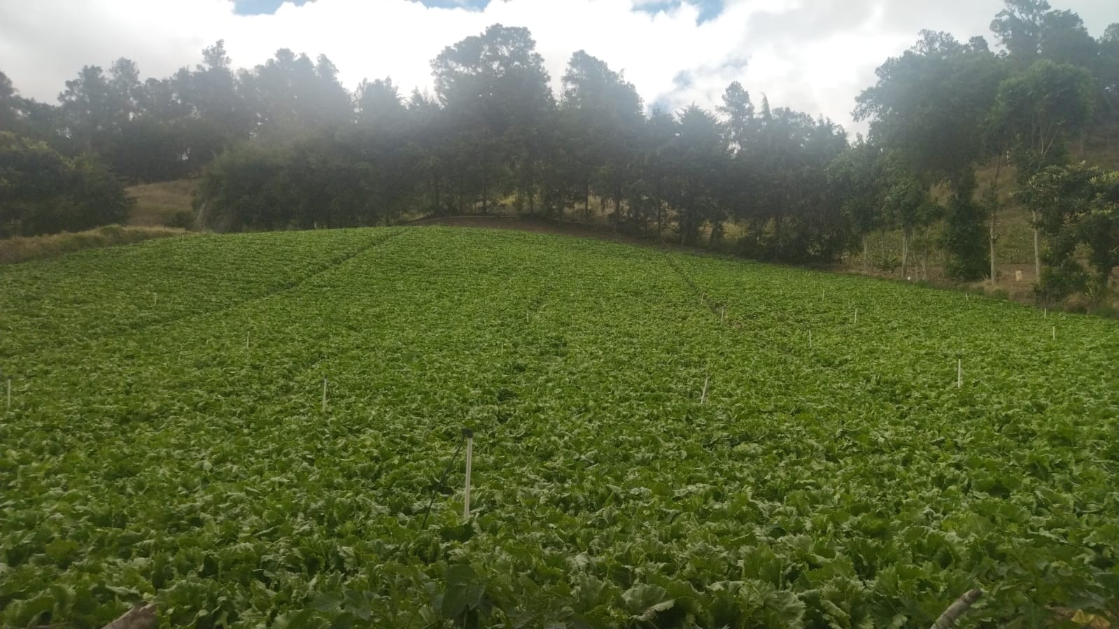 solares y terrenos - Gran Oportunidad De Inversion Vendemos Solar En Constanza