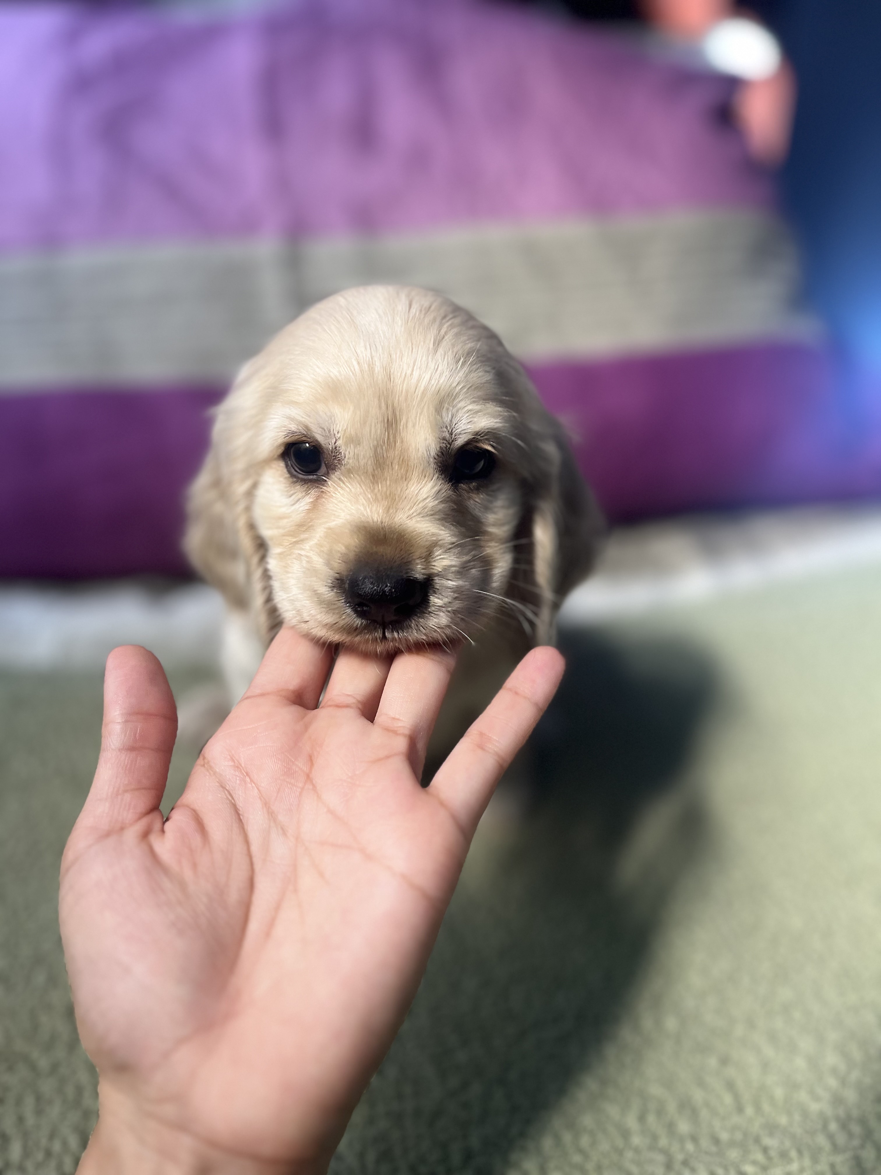 animales y mascotas - cocker spaniel 1