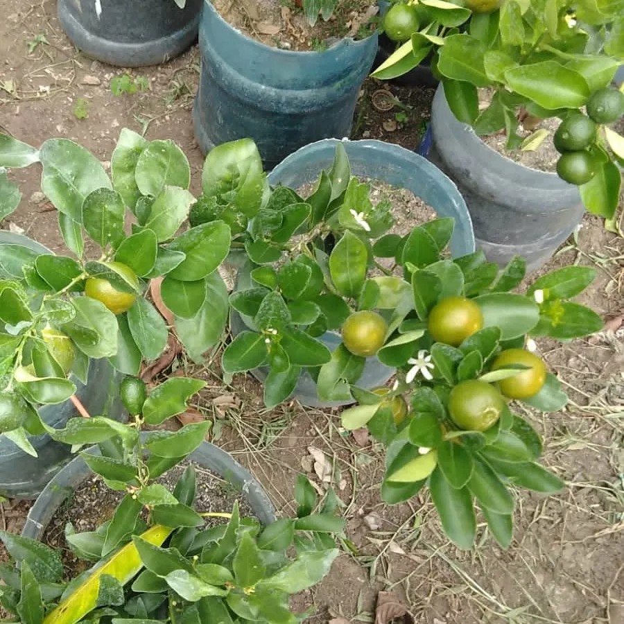 herramientas, jardines y exterior - Planta de Calamondin  1