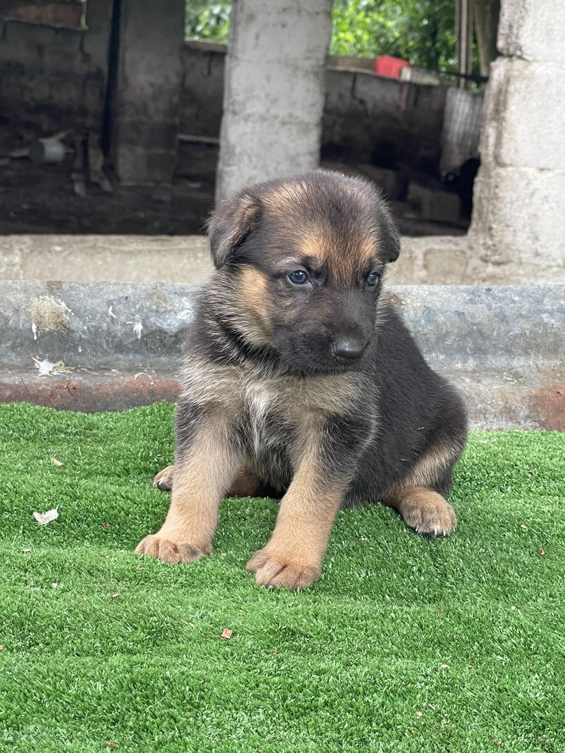 Corotos | OFERTA CACHORRO PASTOR ALEMAN AMBOS SEXO VACUNADOS EN SANTO  DOMINGO