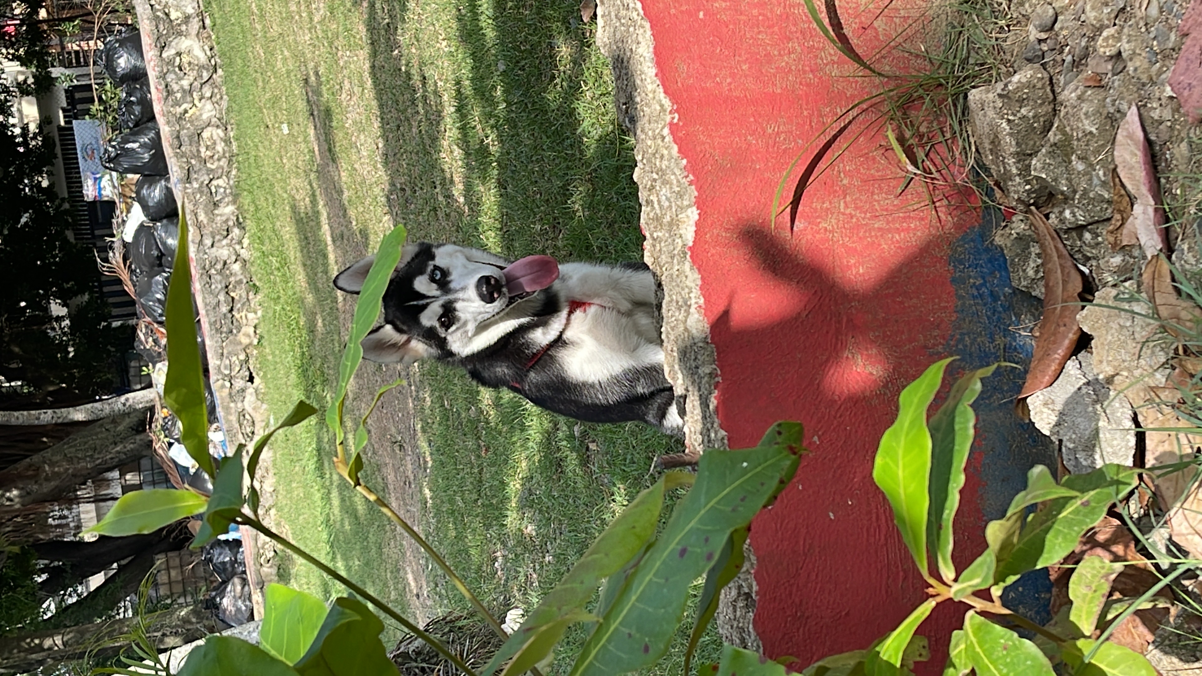 animales y mascotas - Vendo mi cachorro por motivos de tiempo  2