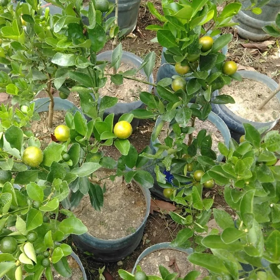 herramientas, jardines y exterior - Planta de Calamondin  2