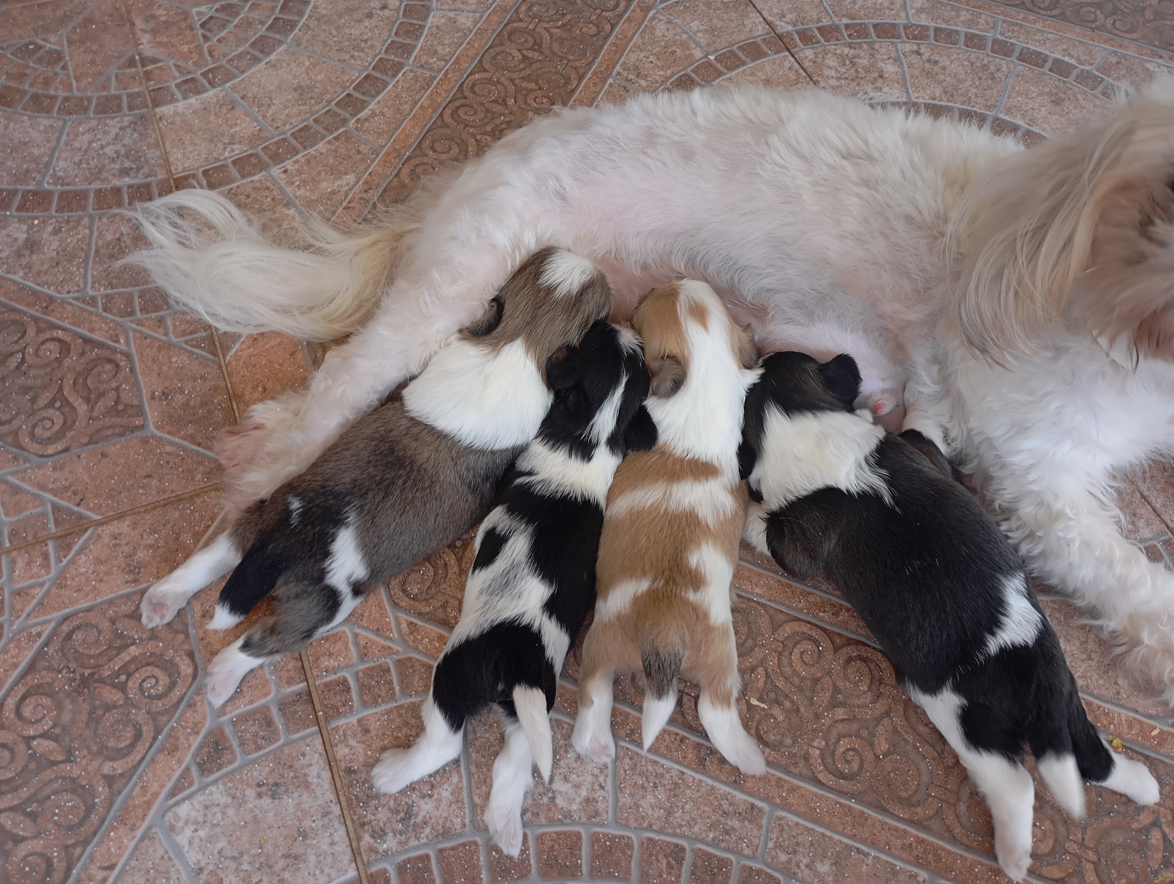 animales y mascotas - cachorro shi-zu  2 hembras  y 2 machos de buenas genetica