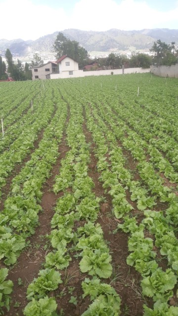 solares y terrenos - Solar de 2425 metros cuadros en Constanza. 3