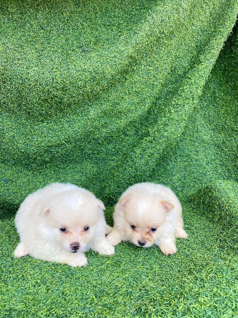 Corotos | OFERTA CACHORRO POMERANIA AMBOS SESO EN SANTO DOMINGO CON SU  VACUNA AL DIA