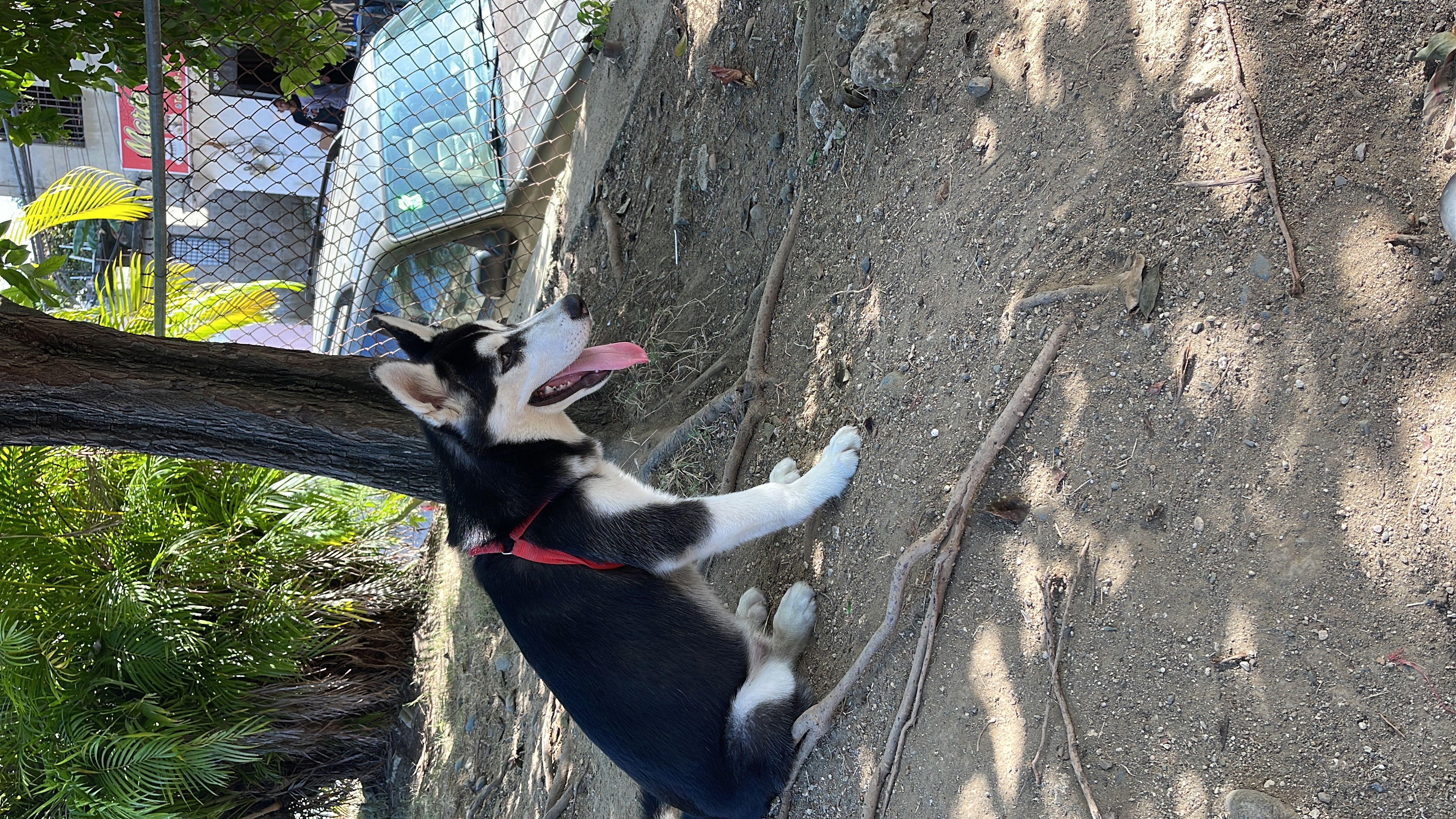 animales y mascotas - Vendo mi cachorro por motivos de tiempo  3