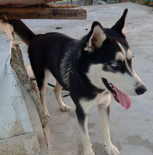 animales y mascotas - Husky hembra adulta 