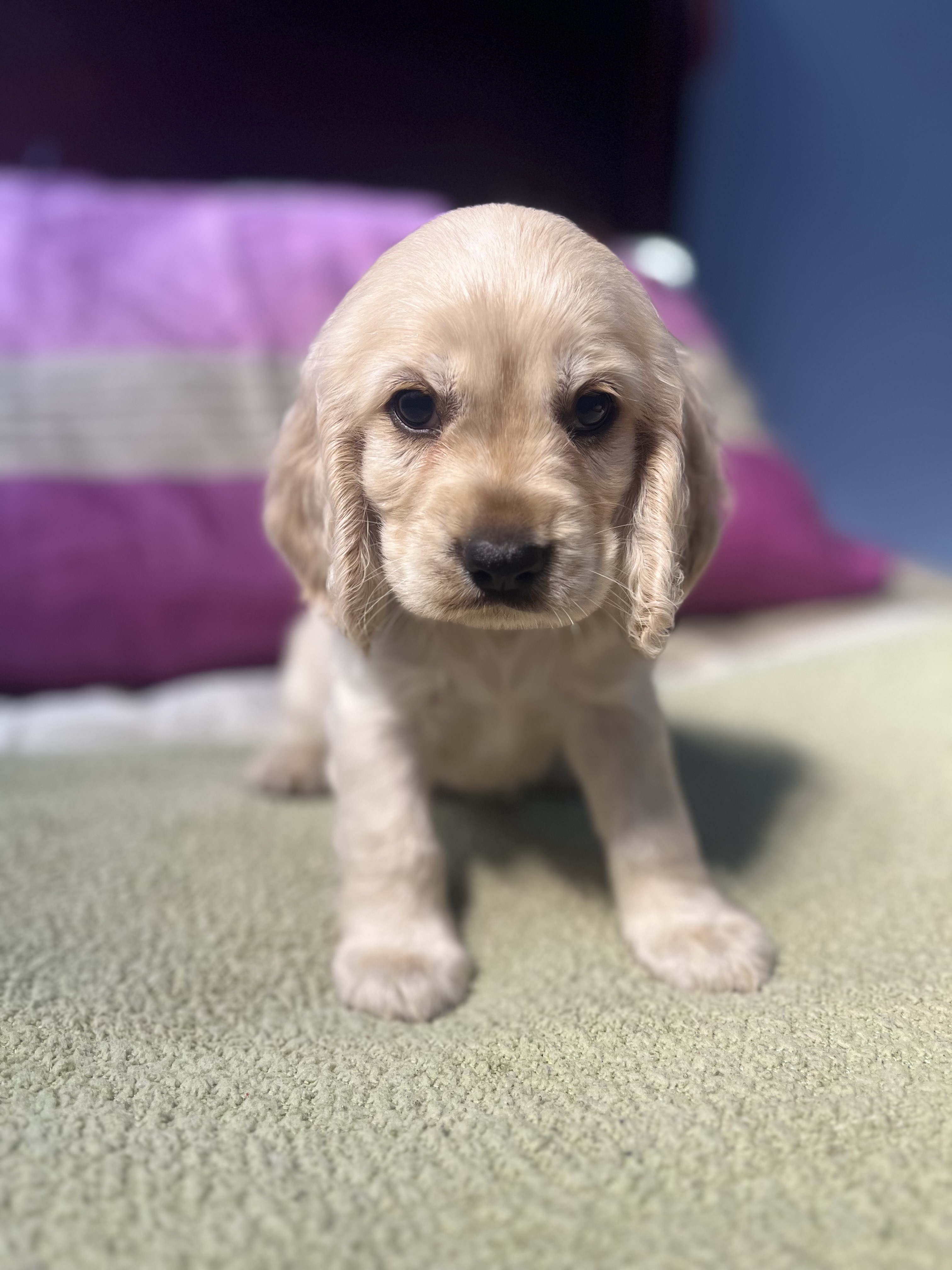 animales y mascotas - cocker spaniel 3