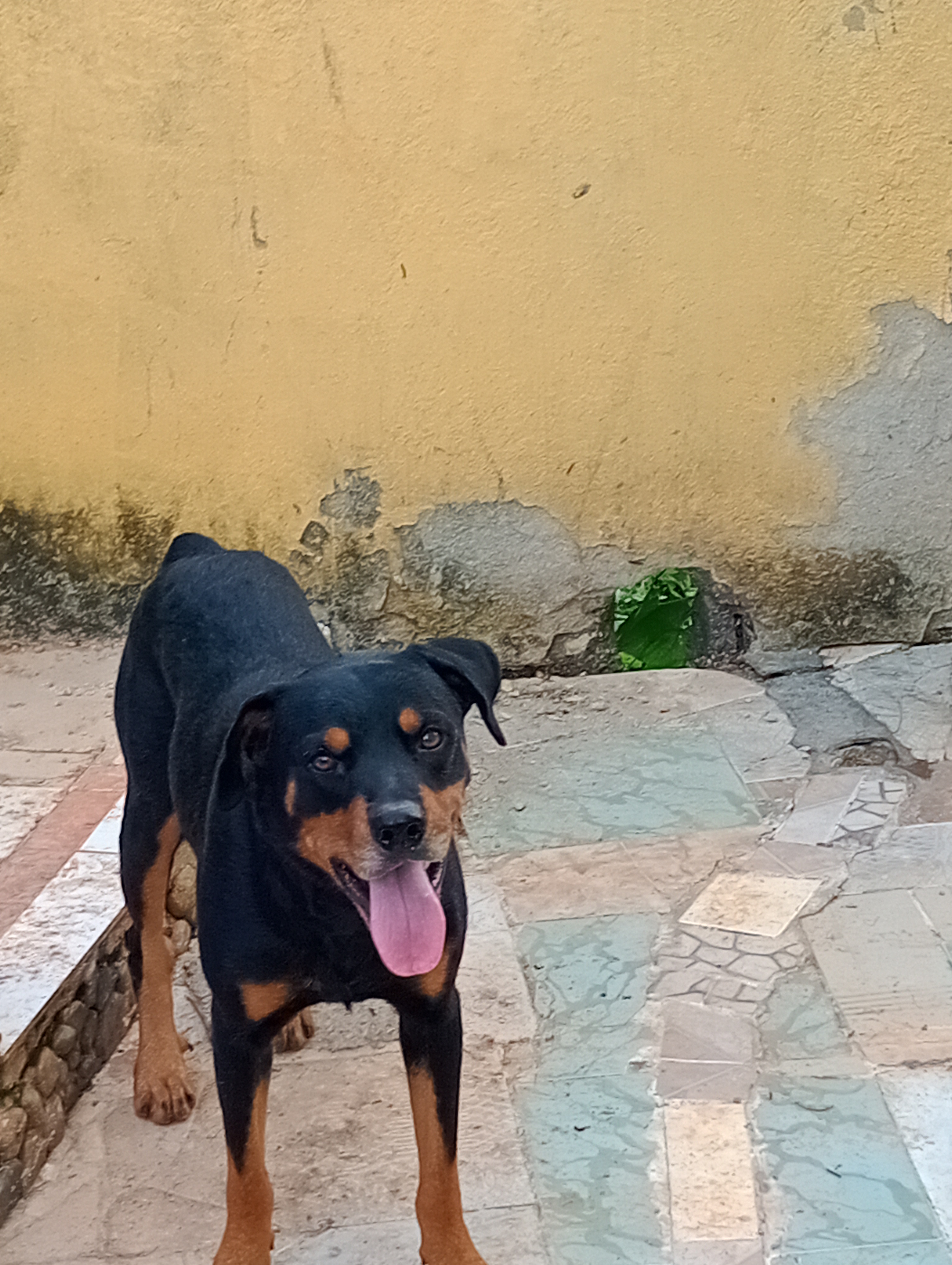 animales y mascotas - Venta perro Rottwailer puro 