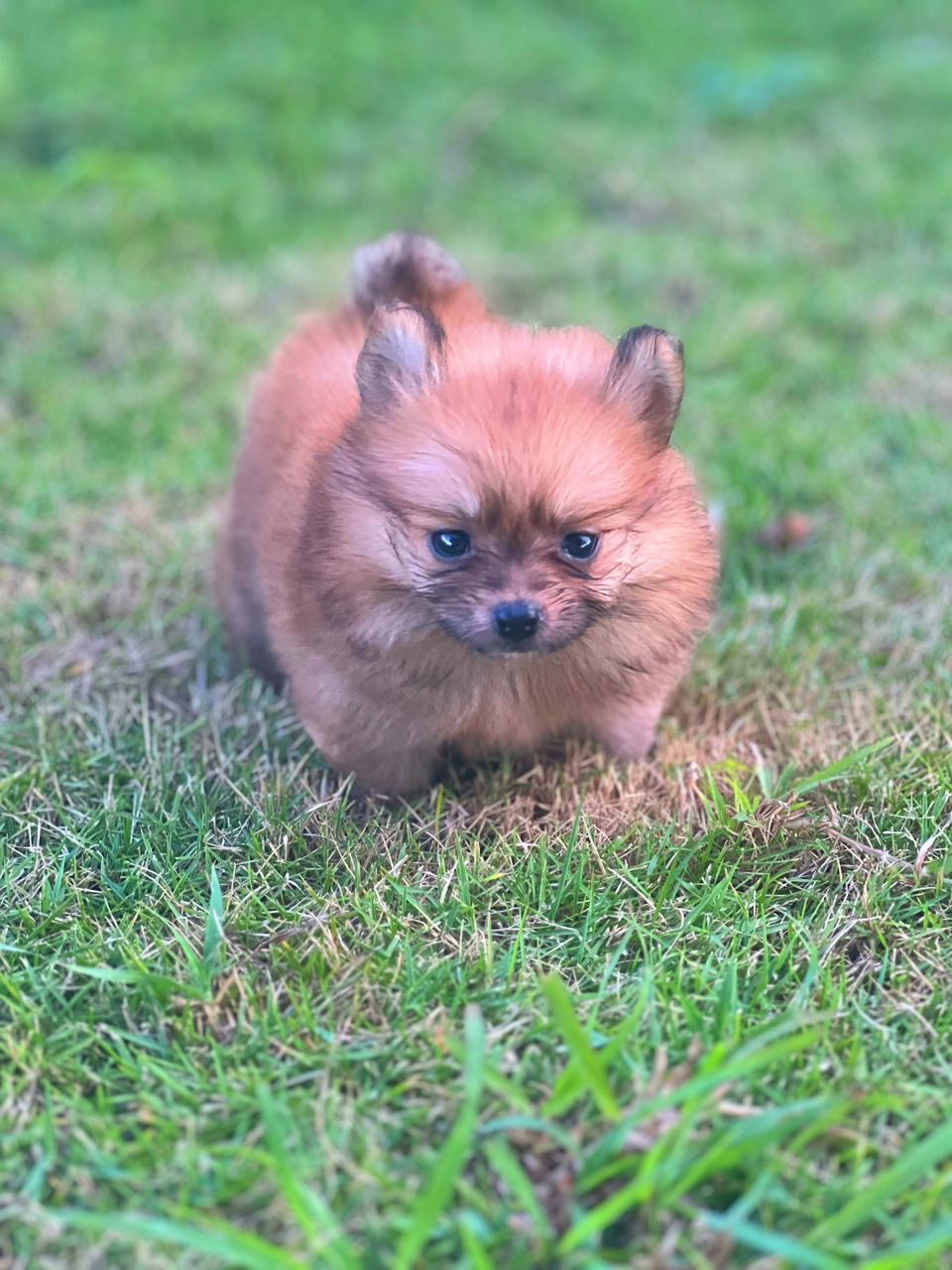 animales y mascotas - Pomeranian mini 