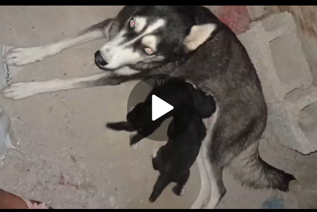 animales y mascotas - Husky hembra adulta  1