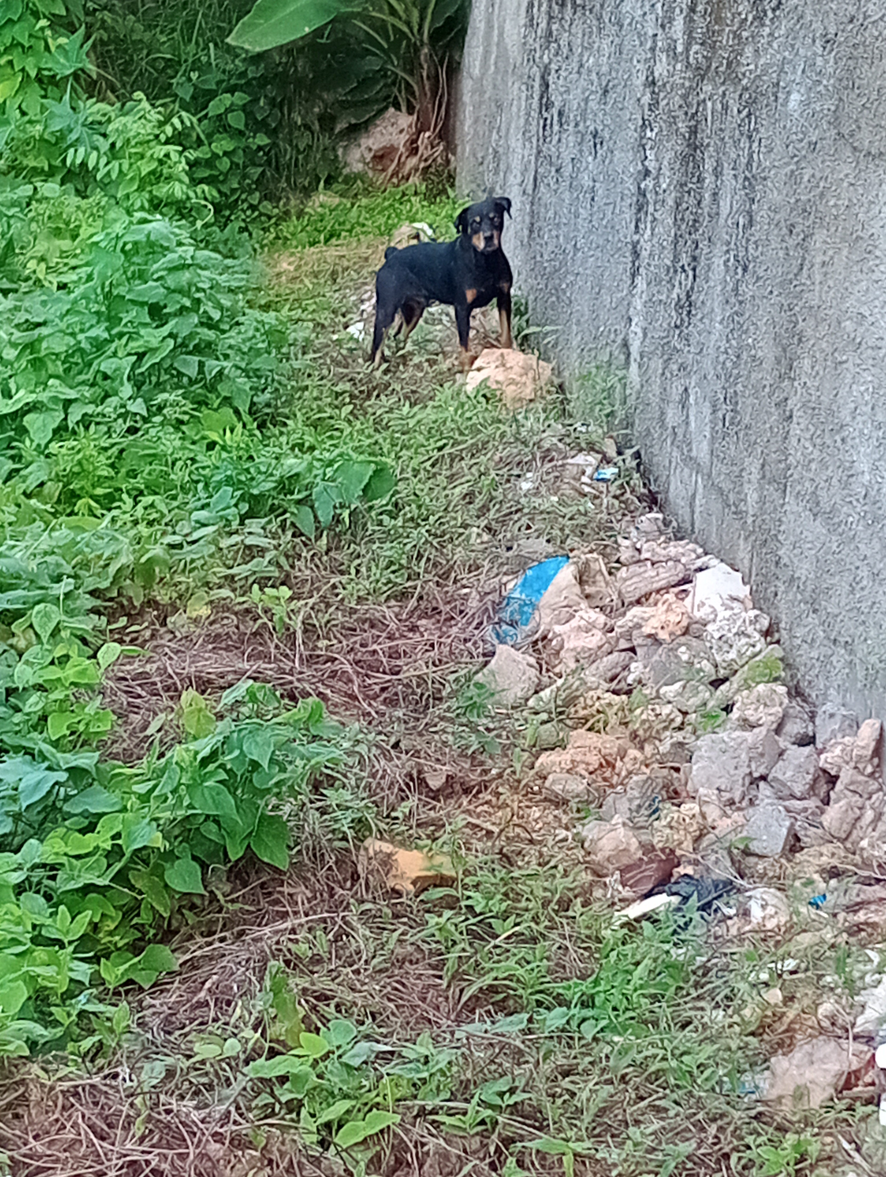 animales y mascotas - Venta perro Rottwailer puro  1