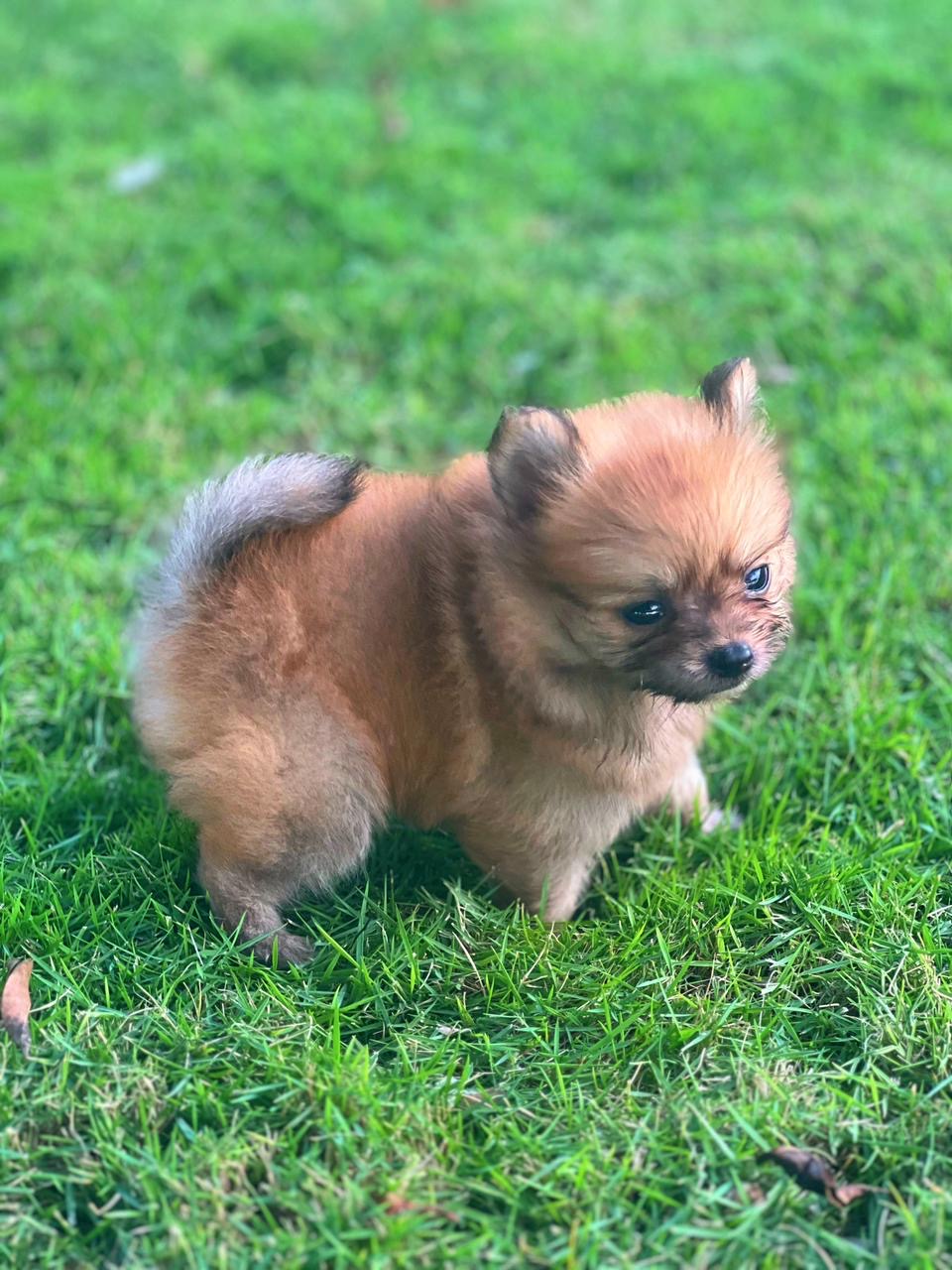 animales y mascotas - Pomeranian mini  1