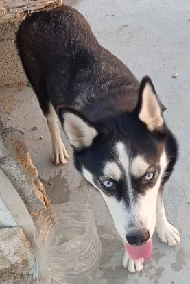 animales y mascotas - Husky hembra adulta  2