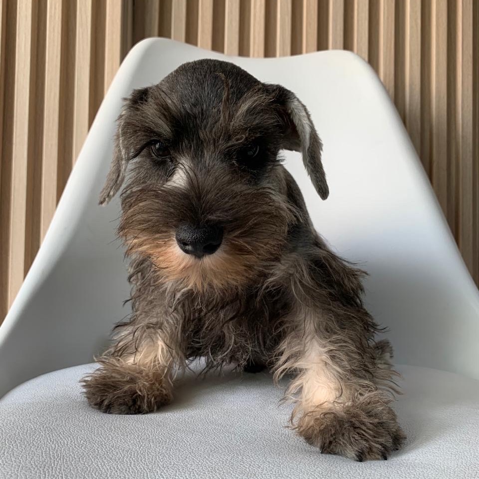 animales y mascotas - Schnauzer Machos Mini con pedigree