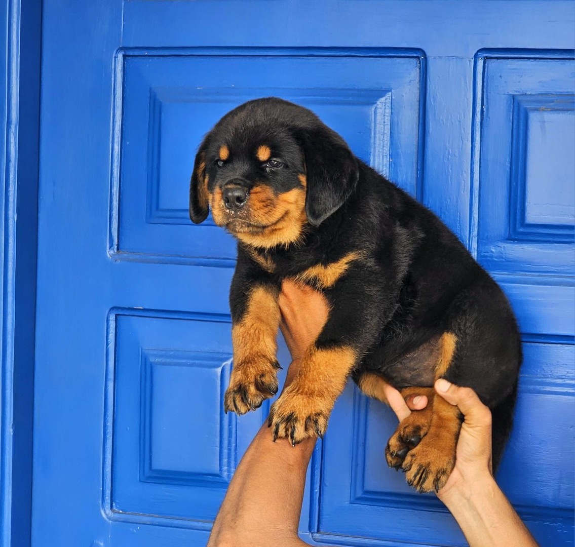 Corotos | OFERTA CACHORRO ROTTWEILER LINEA ALEMAN AMBOS SEXO CON PEDIGRI EN  SANTO DOMINGO